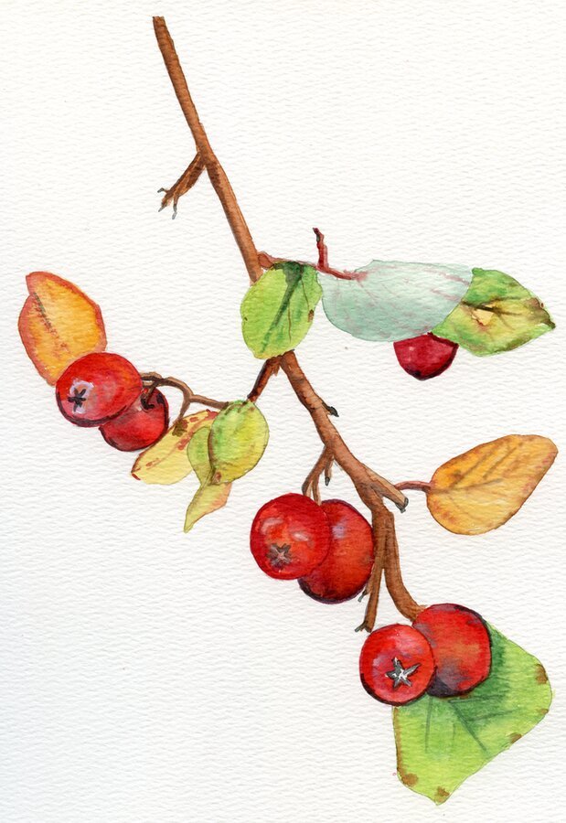 Berries