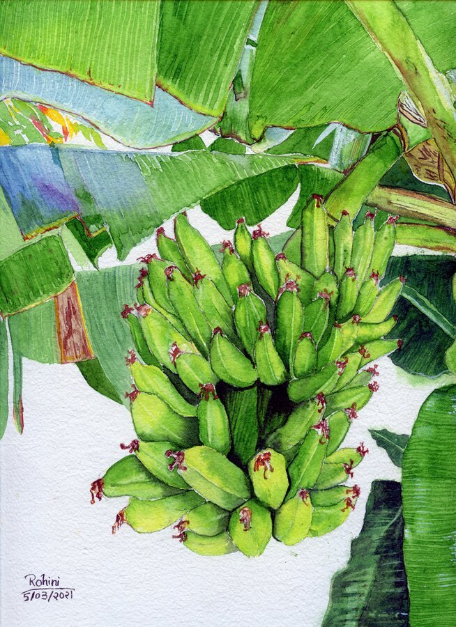 Bananas on Tree