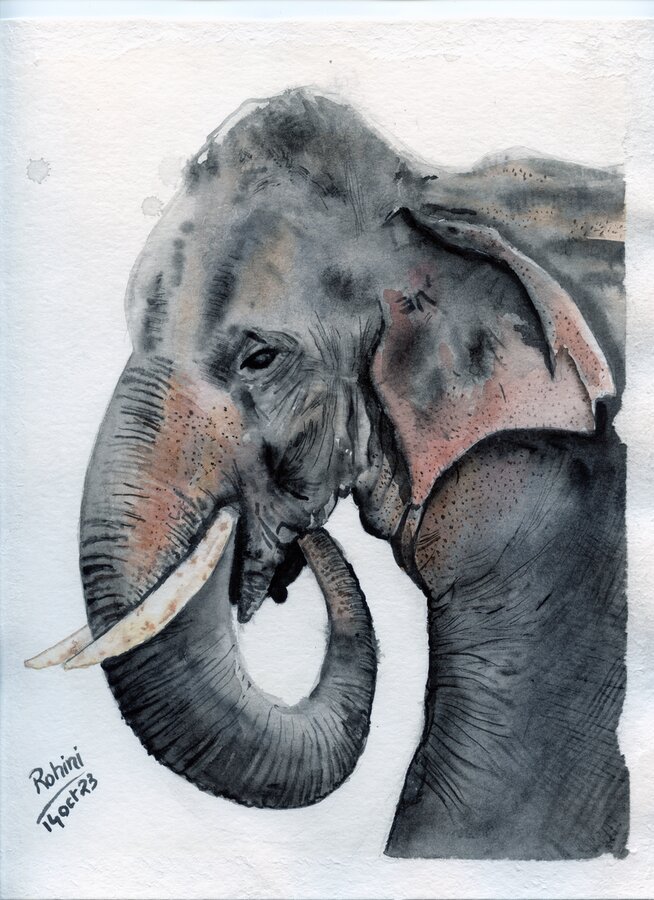 Elephant