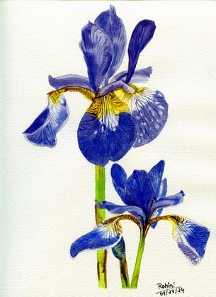 Iris