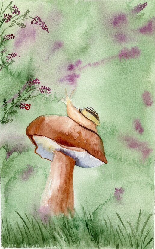 Snail on Mushroom