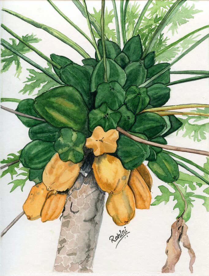Papaya Tree