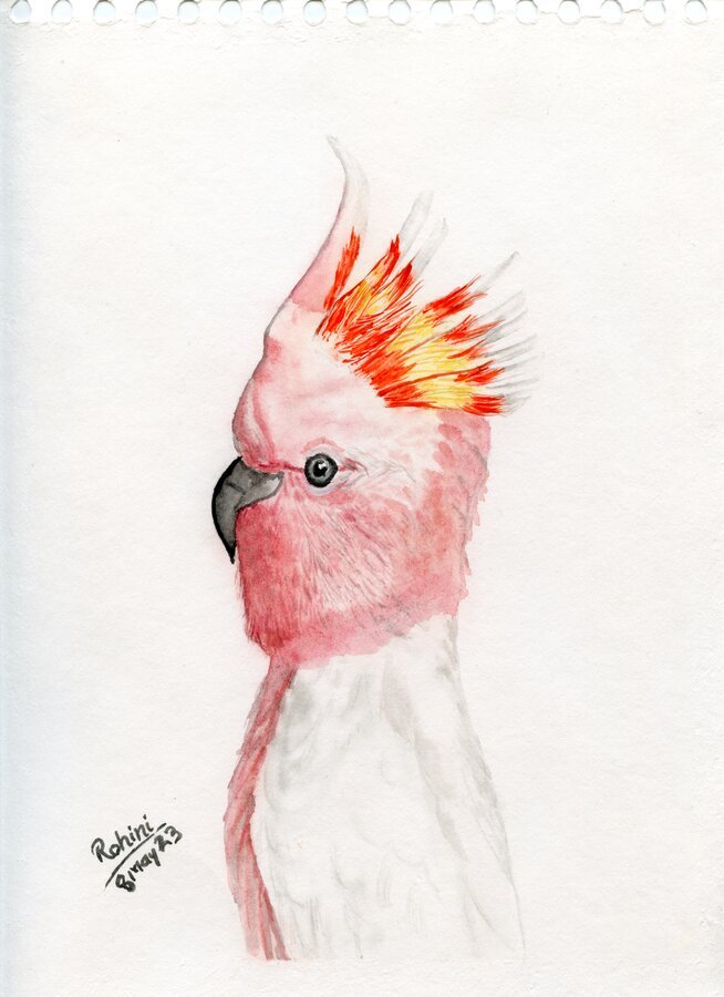 Pink Parrot
