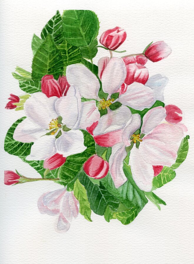 Pink and White Flower