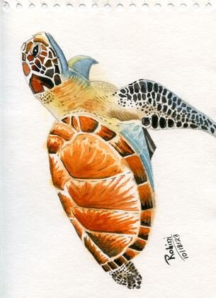 Sea Turtle