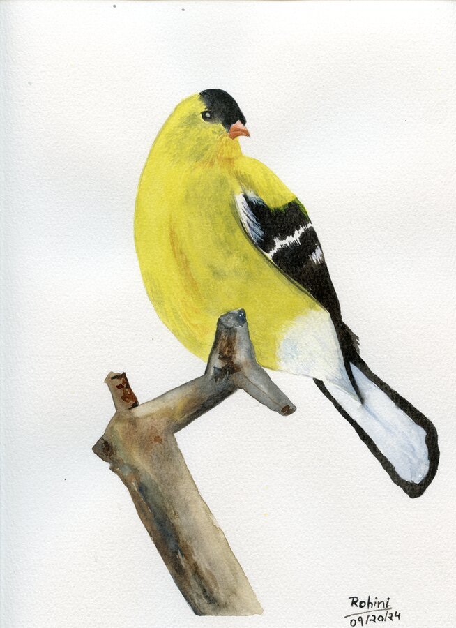 Yellow Bird II